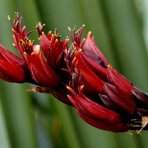 Phormium Tenax ´VARIEGATUM´ - výška 40-60 cm, kont. C10L